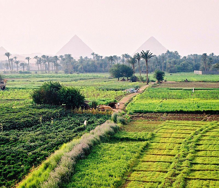 Agriculture 1 Great pyramids at GizaSimilar photos available in my portfolio: