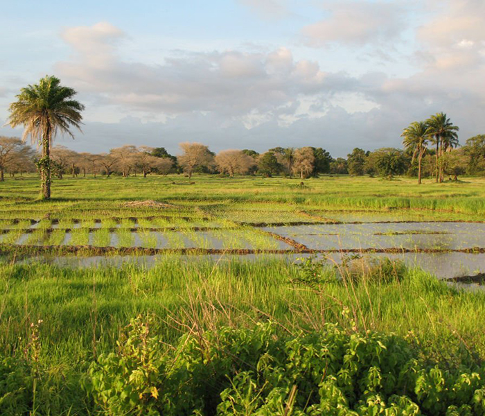 Agriculture 2 west africa agriculture